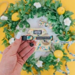 Cat Collar - Zest Friends -Furfinity Cheap Shop zest friends sassy meow 6