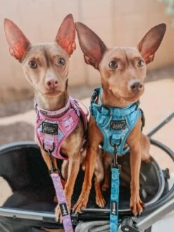 Dog Four Piece Bundle - Purple Haze -Furfinity Cheap Shop zeus theminpin 1 884cd370 1f58 4e05 aebb 8b1f680018ba